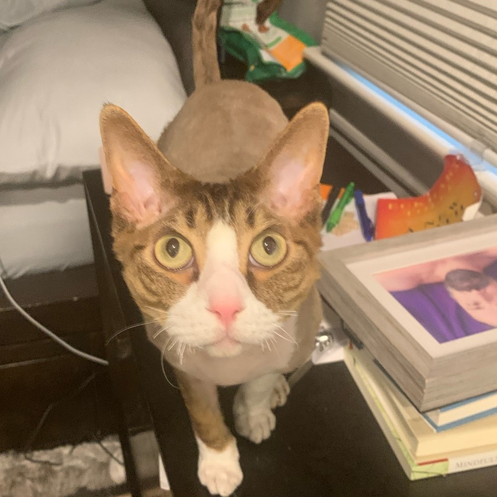 @Bekafab  FOLLOW GAME😻 - Picture 11 of 11